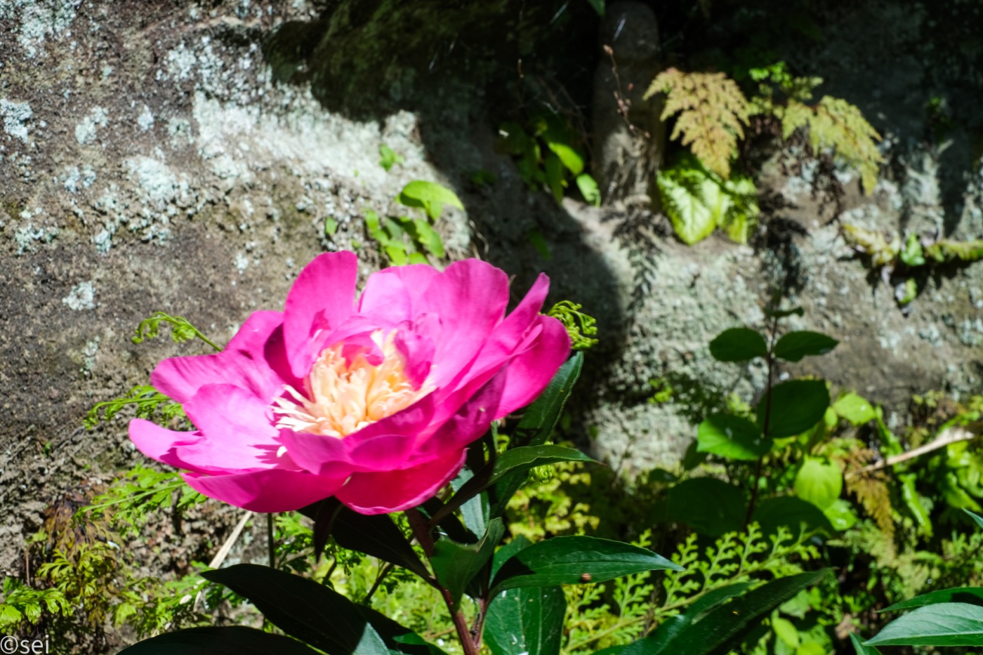 石垣のそばで咲く鮮やかな花