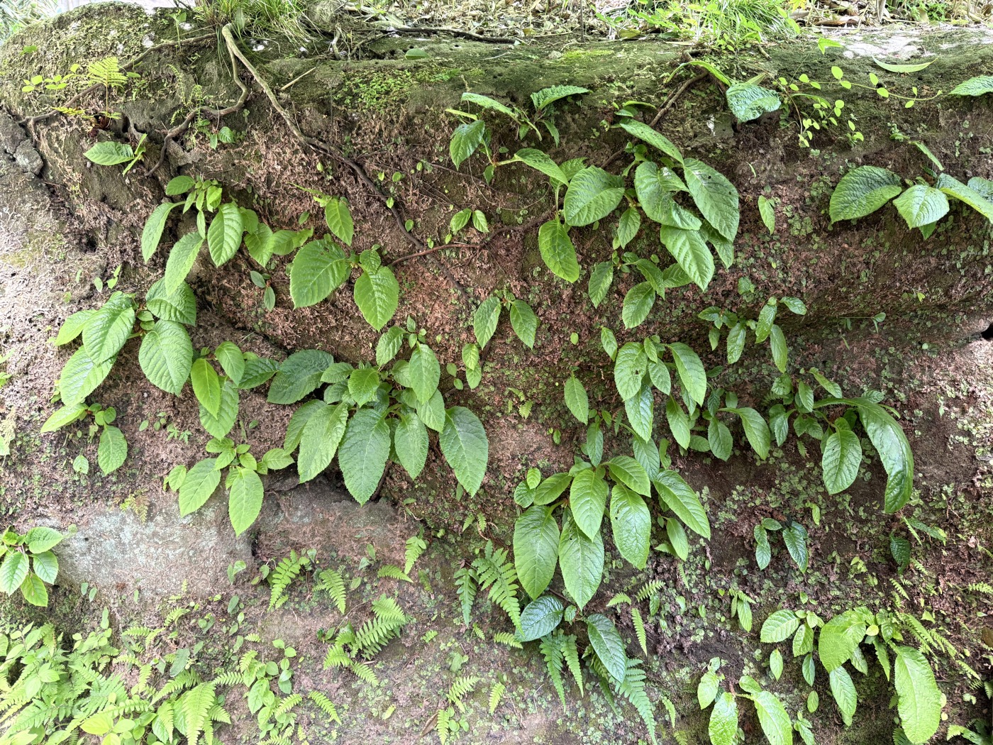 苔と土に根を張る緑
