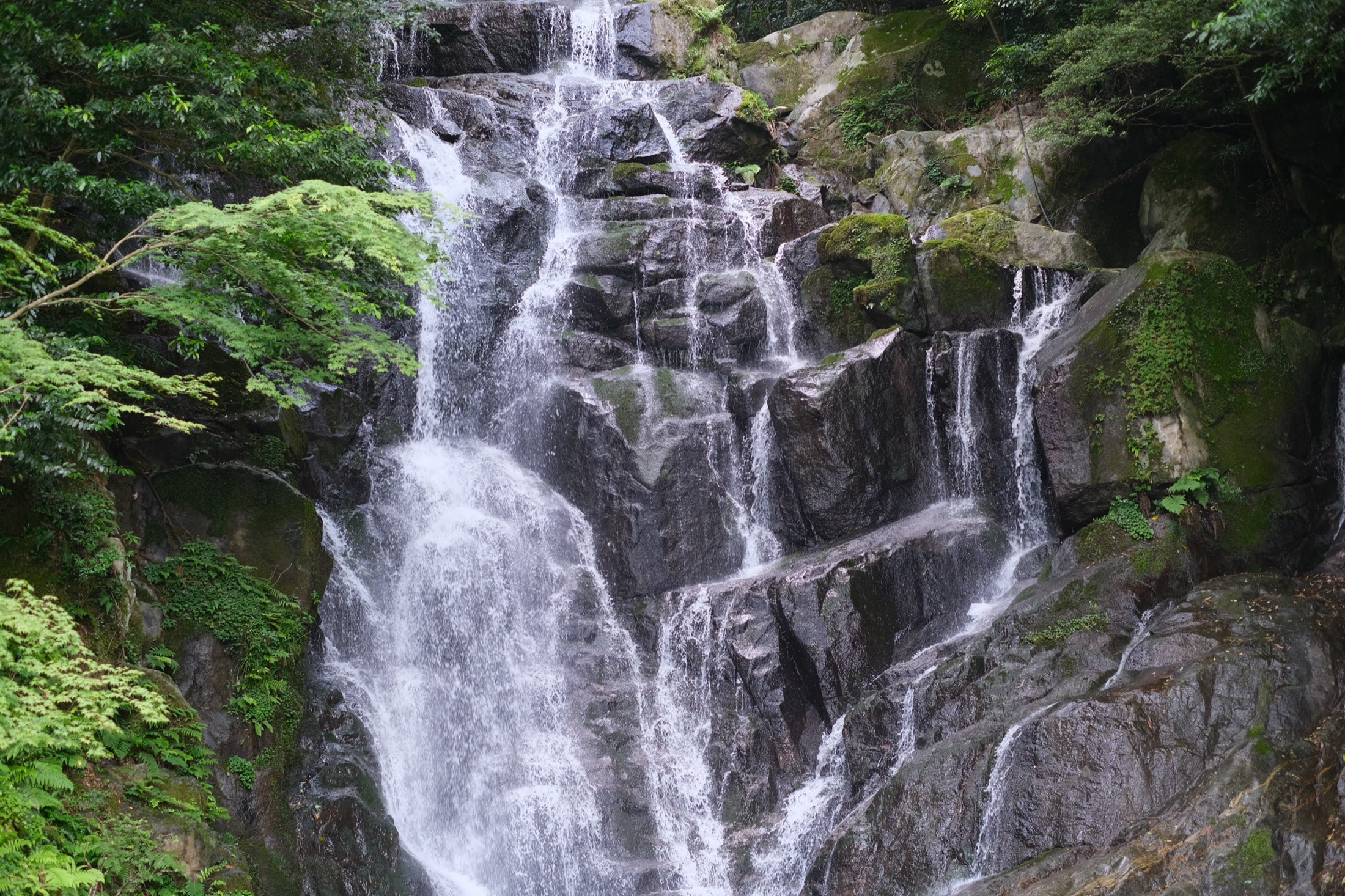苔むした岩肌を流れる水
