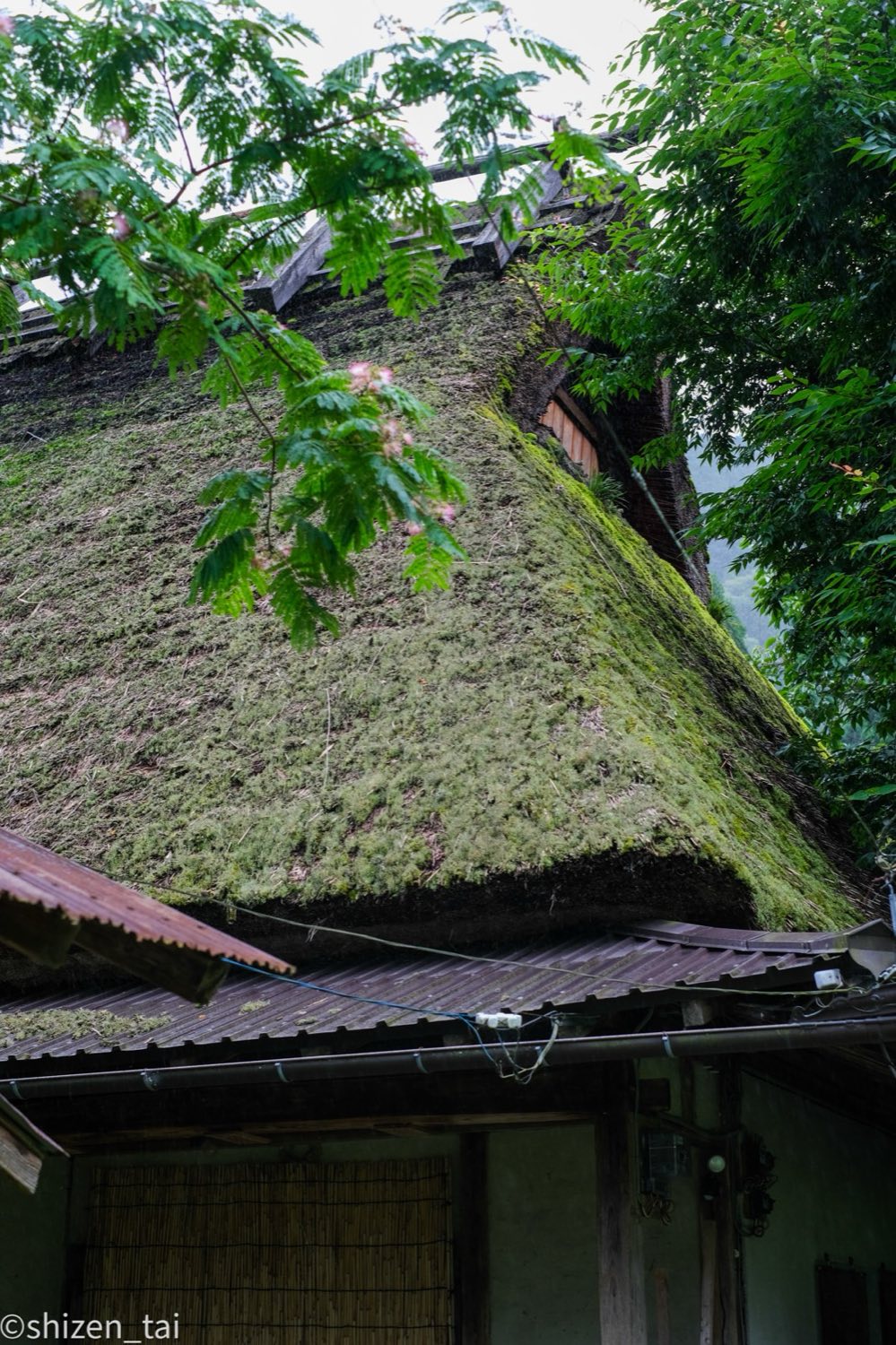 京都の緑に囲まれた苔むす茅葺き屋根